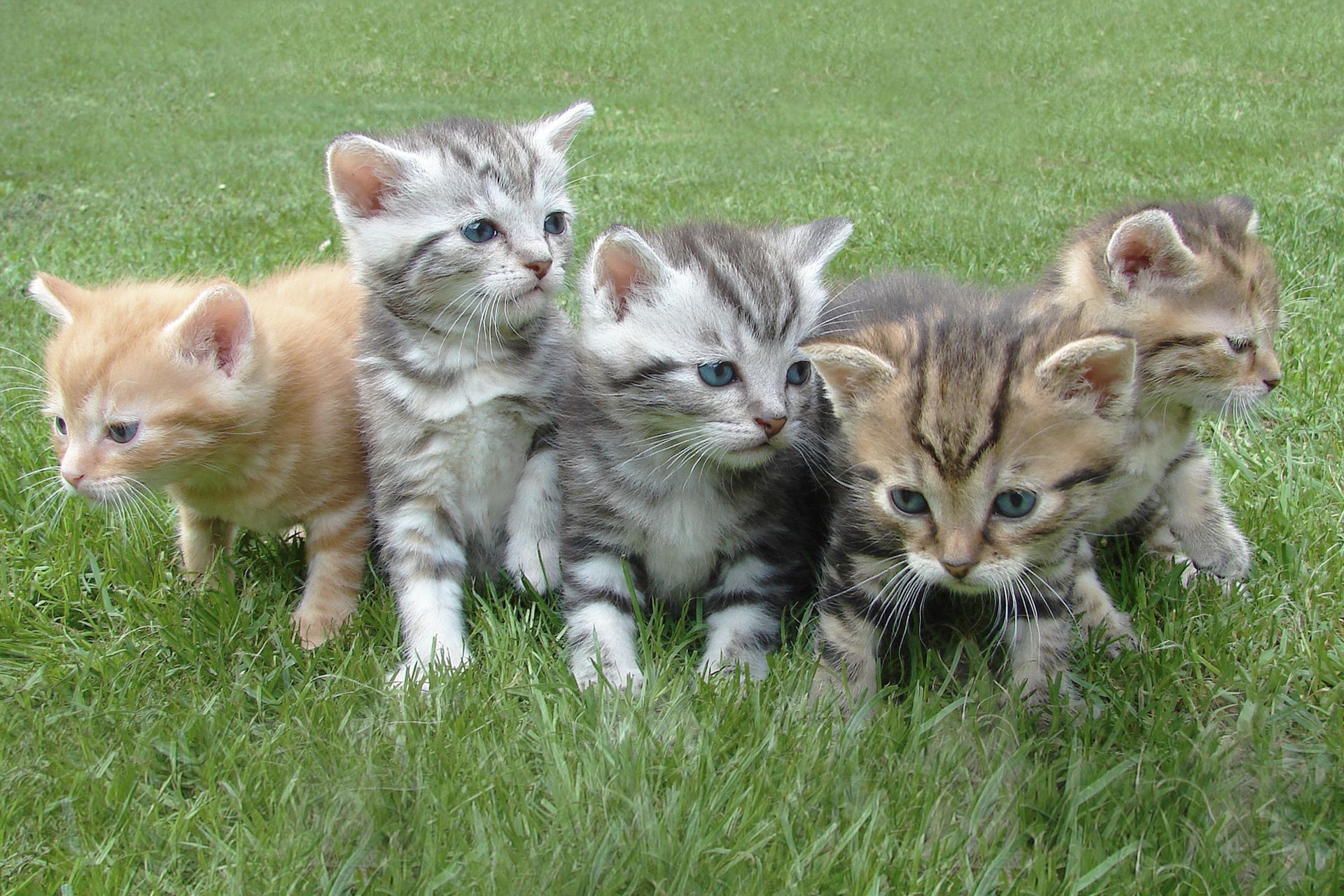 Veterinary Care Bryan, TX