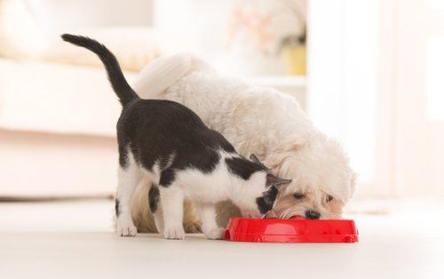 cane e gatto che mangiano vicini