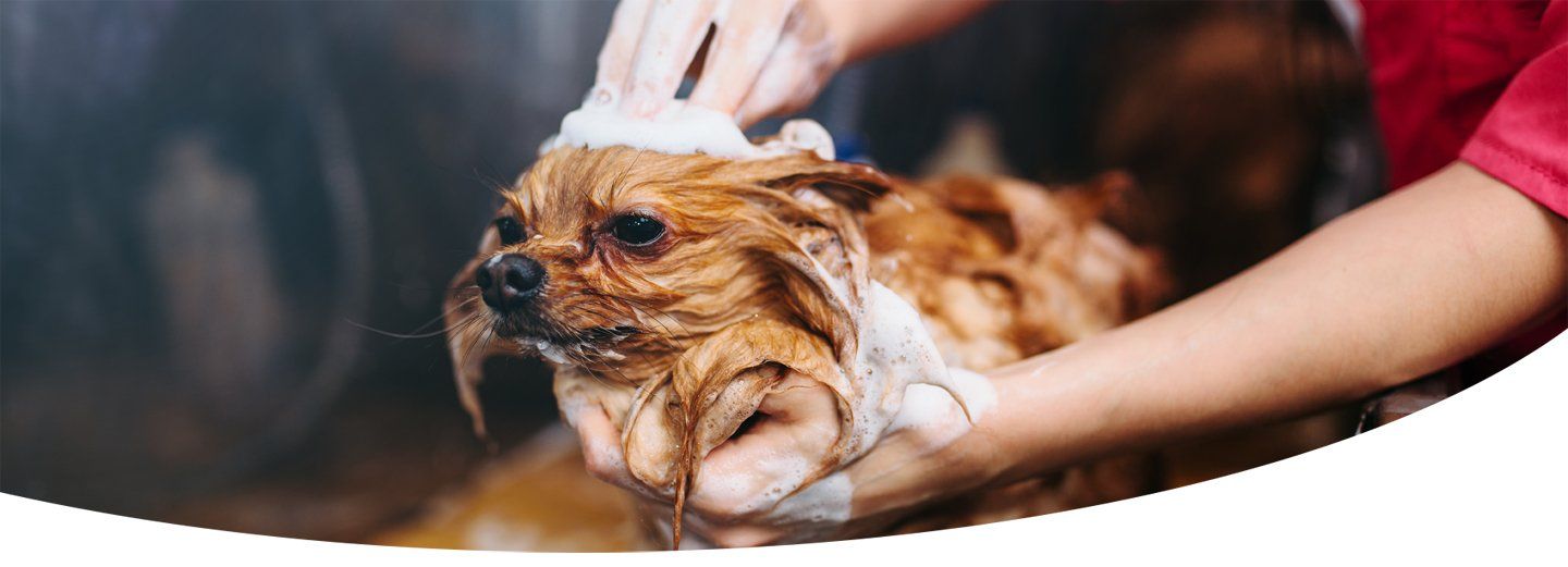 lavaggio cani
