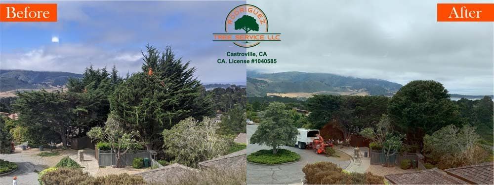 Before And After Tree Service — Salinas, CA — Rodriguez Tree Service, LLC