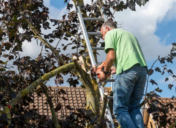 A man is trimming tree branches from a sycamore tree.