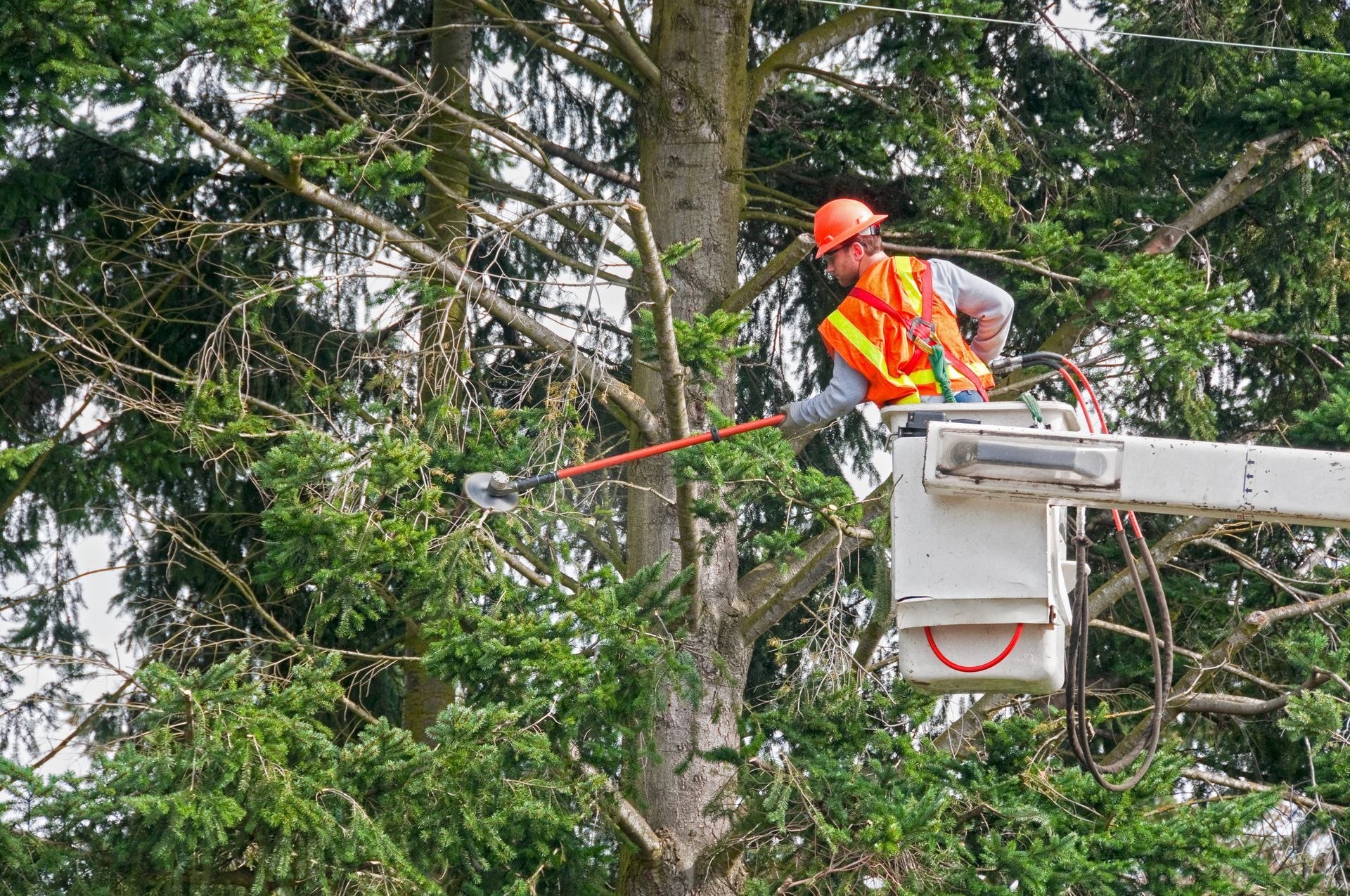 A contractor is trimming the tree branches of a cherry picker.