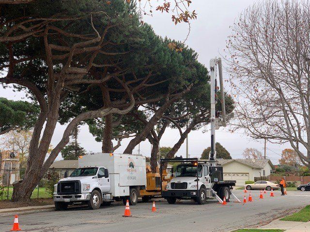 Chainsaw On A Tree Trunk — Salinas, CA — Rodriguez Tree Service, LLC