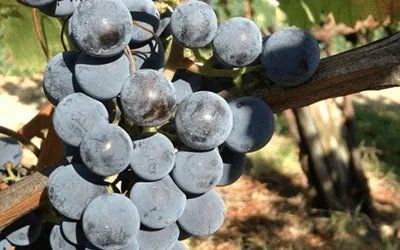 Grapes