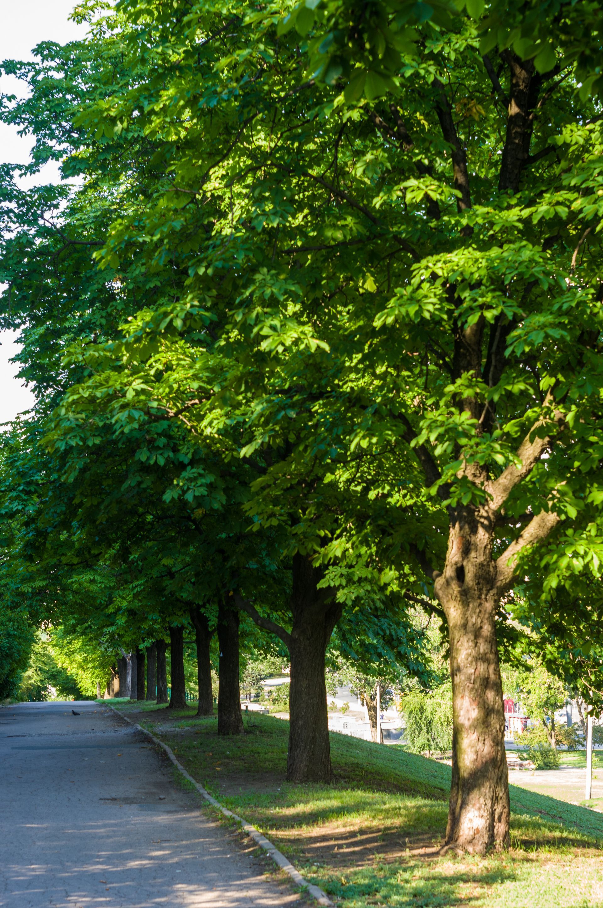Trees line a paved path, dappled sunlight, green leaves, brown trunks.