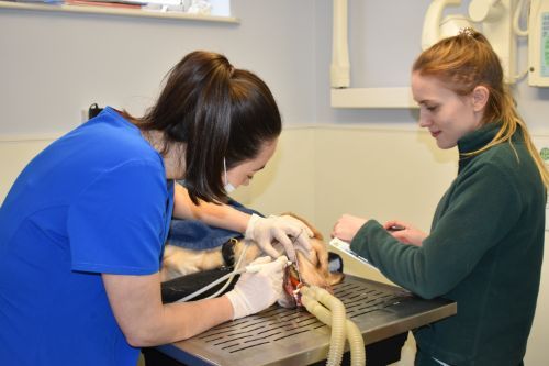 Archway Veterinary Centre Chepstow | Dentistry