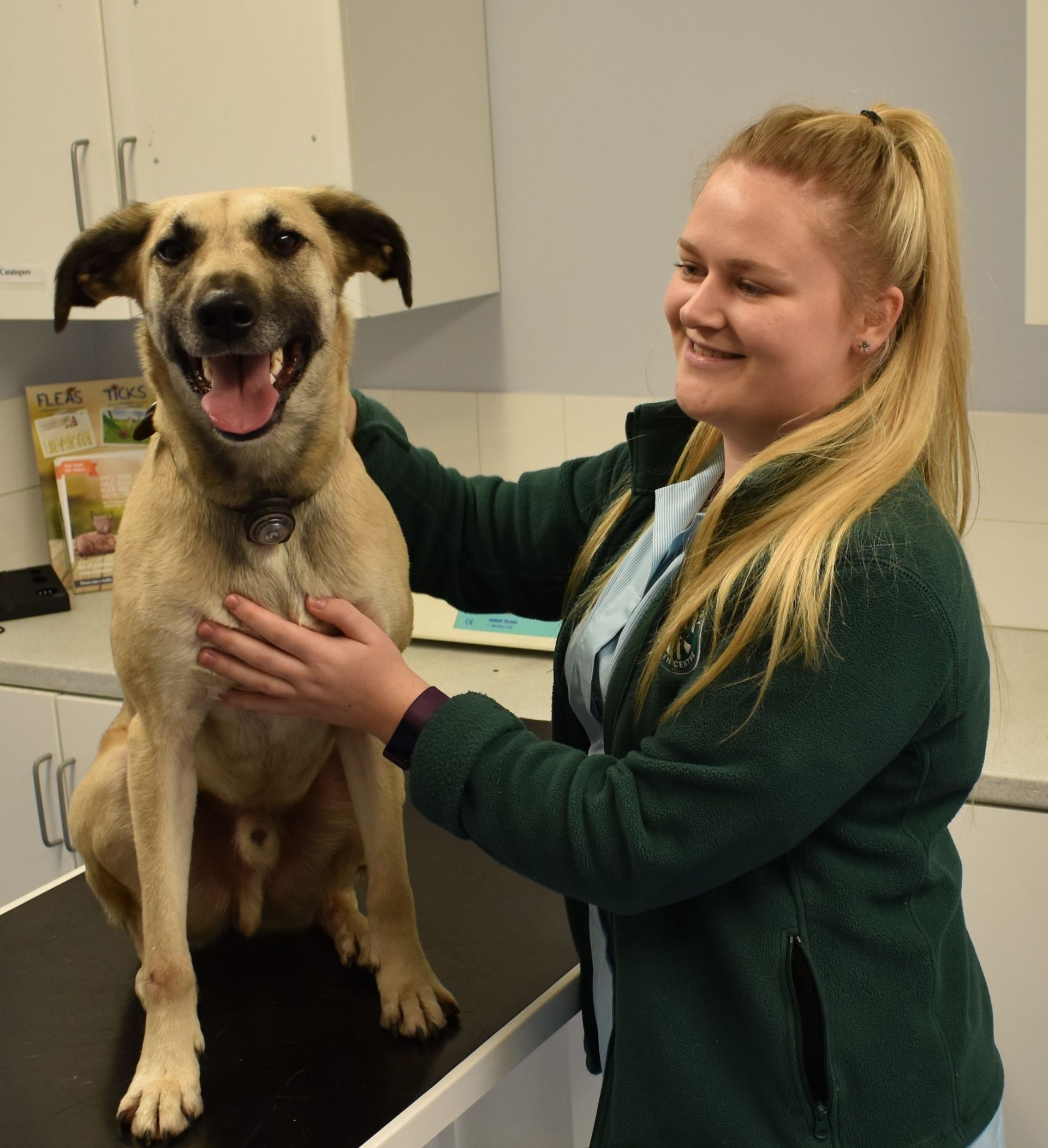 Premier Care Plan | Archway Veterinary Centre Chepstow