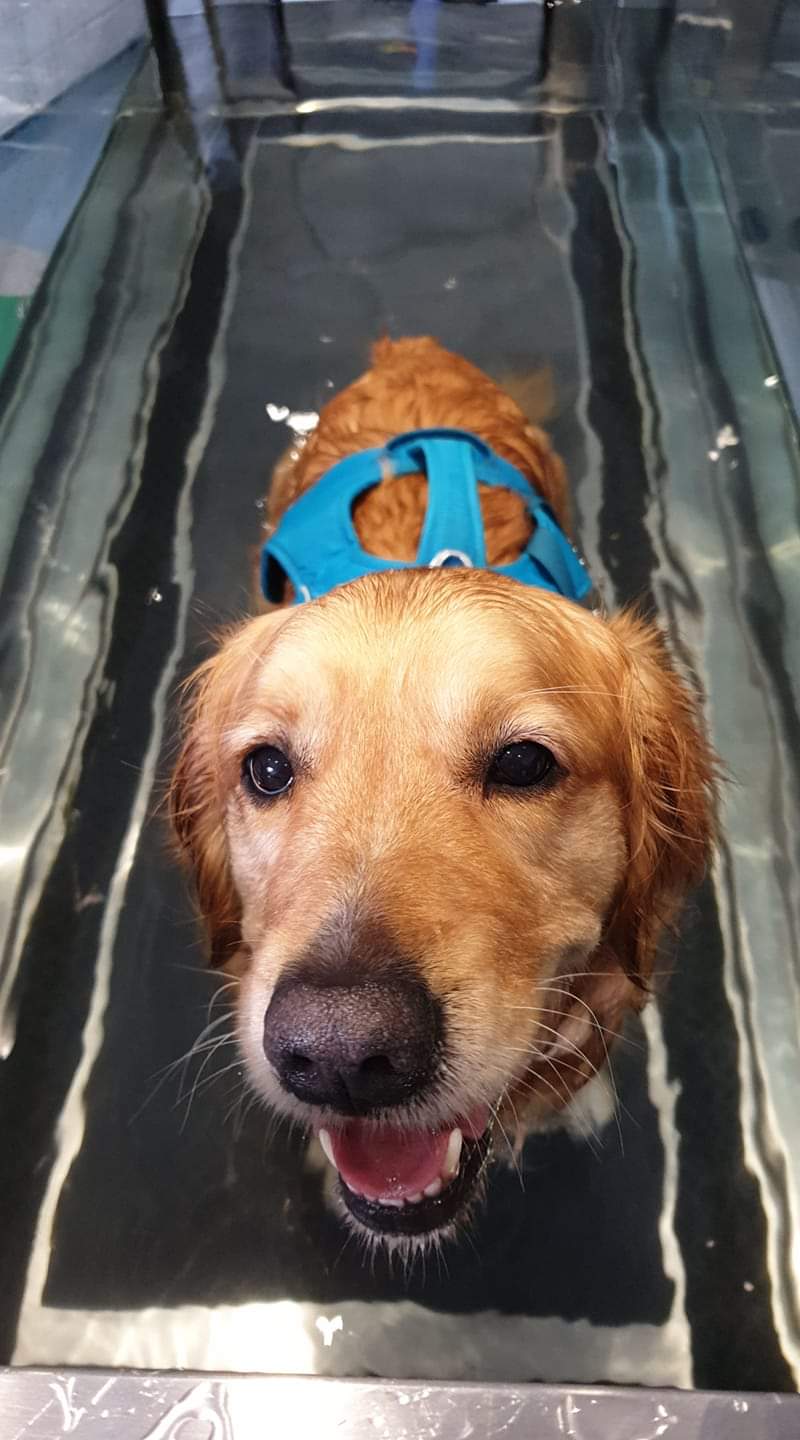 Archway Veterinary Centre Chepstow | Hydrotherapy