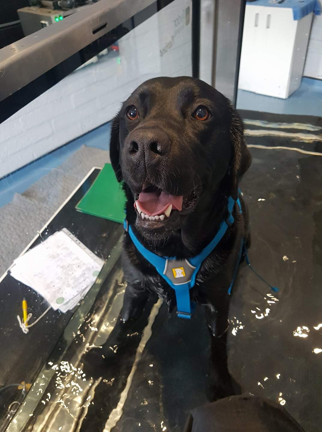 Archway Veterinary Centre Chepstow | Hydrotherapy