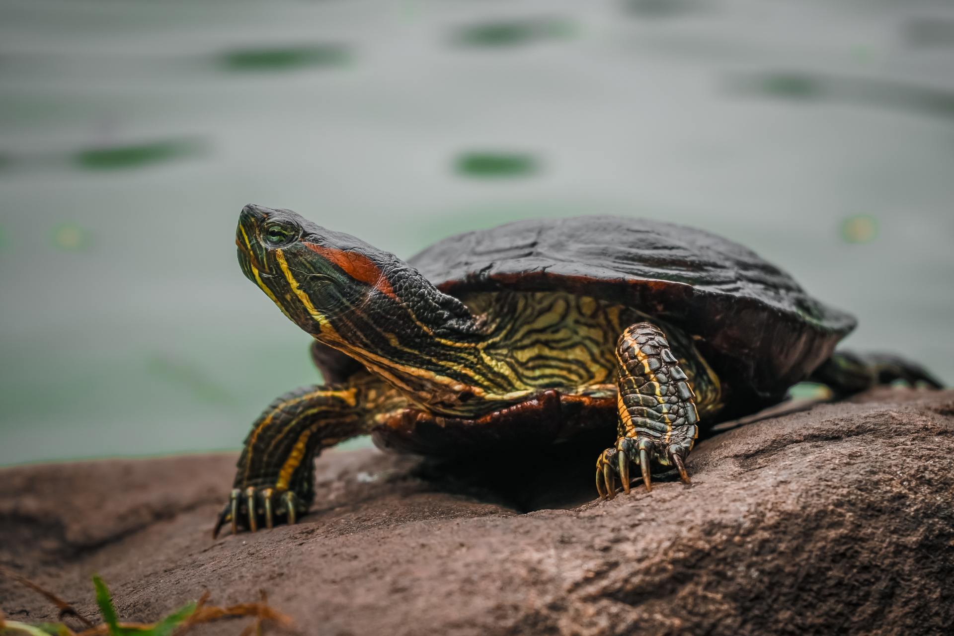 Painted Turtle Standing on Rock