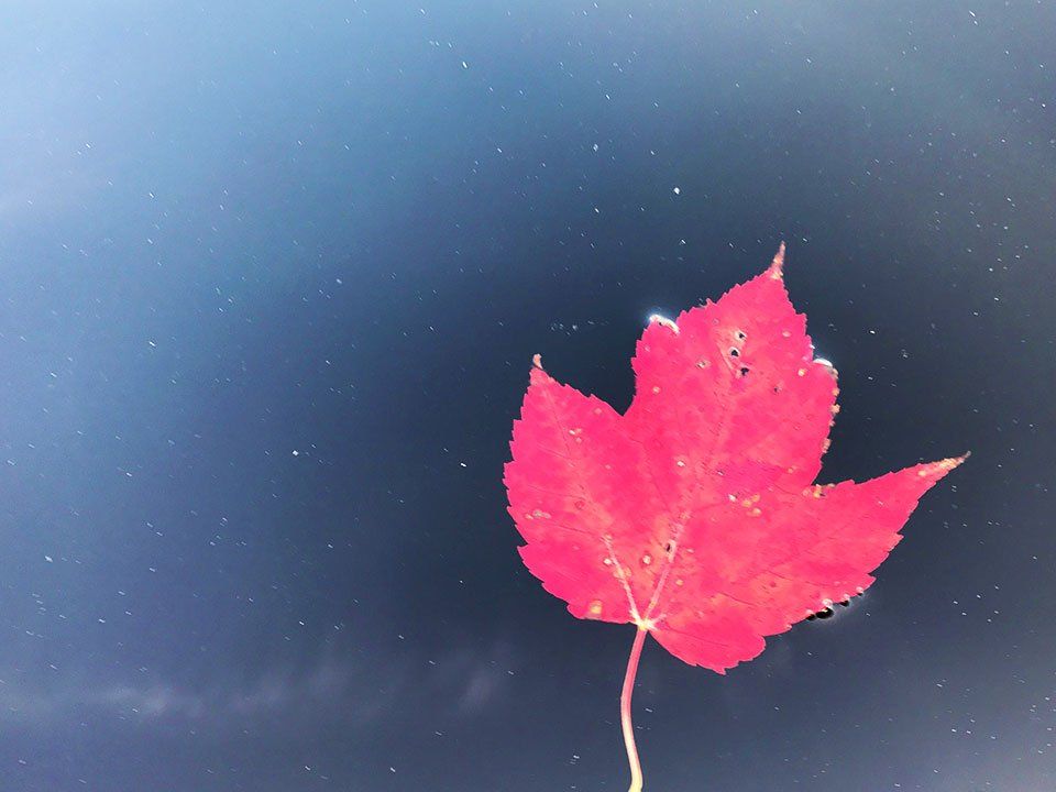 Close-up of a Red Leaf Floating on Water