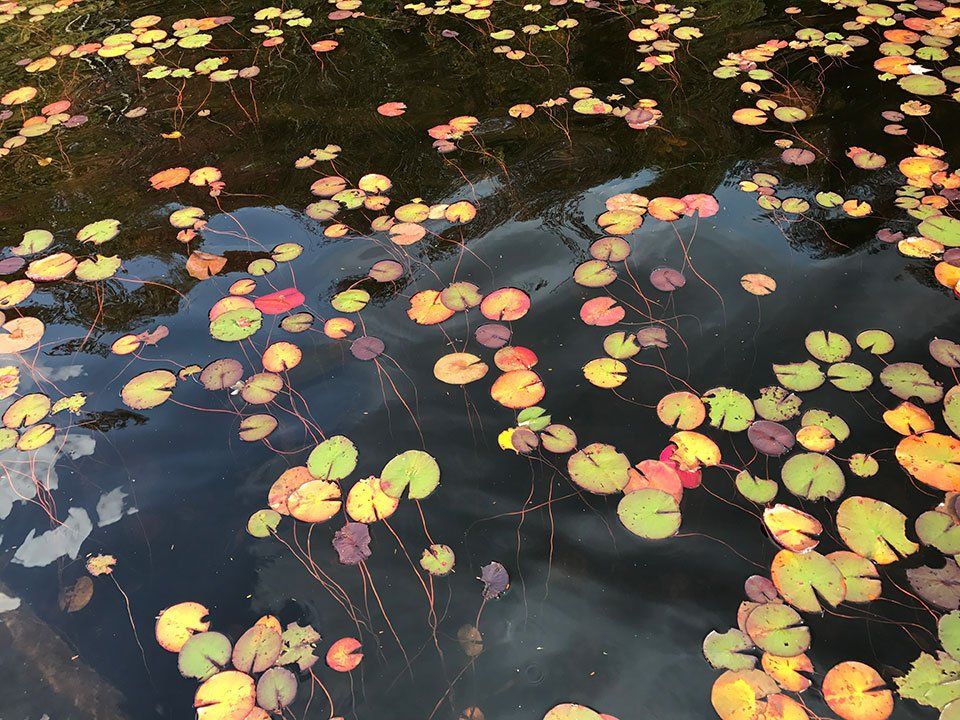 Multicoloured Water Lillies