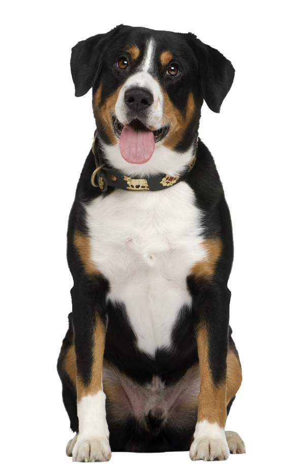 Happy Greater Swiss Mountain Dog sitting, black, white, and brown coat, tongue out.