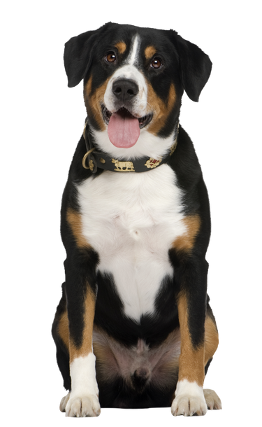 Happy Greater Swiss Mountain Dog sitting, black, white, and brown coat, tongue out.