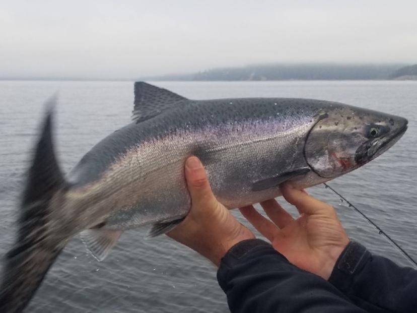 salmon fishing trips seattle