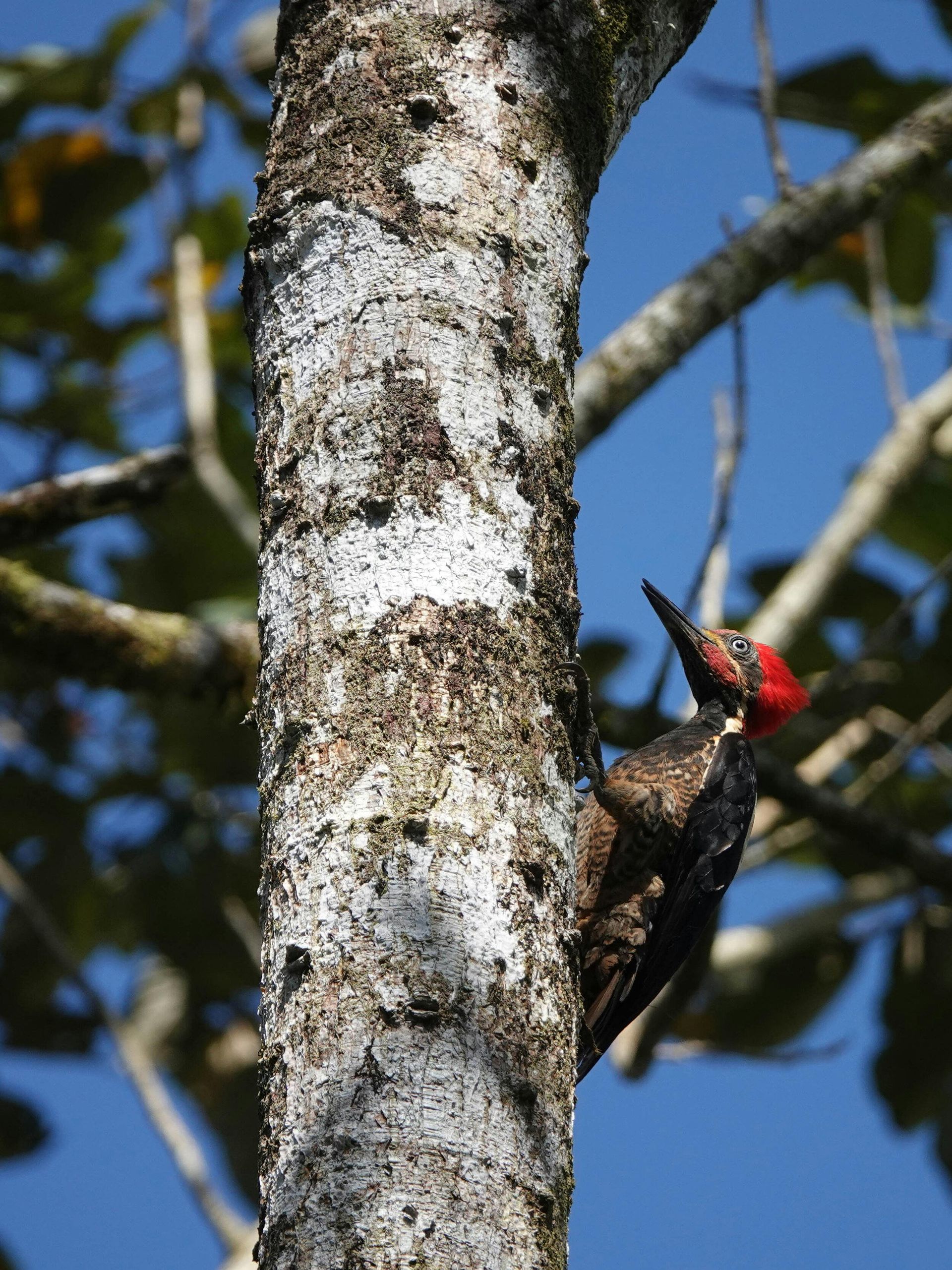 Un picchio nero e rosso appollaiato su un tronco d'albero