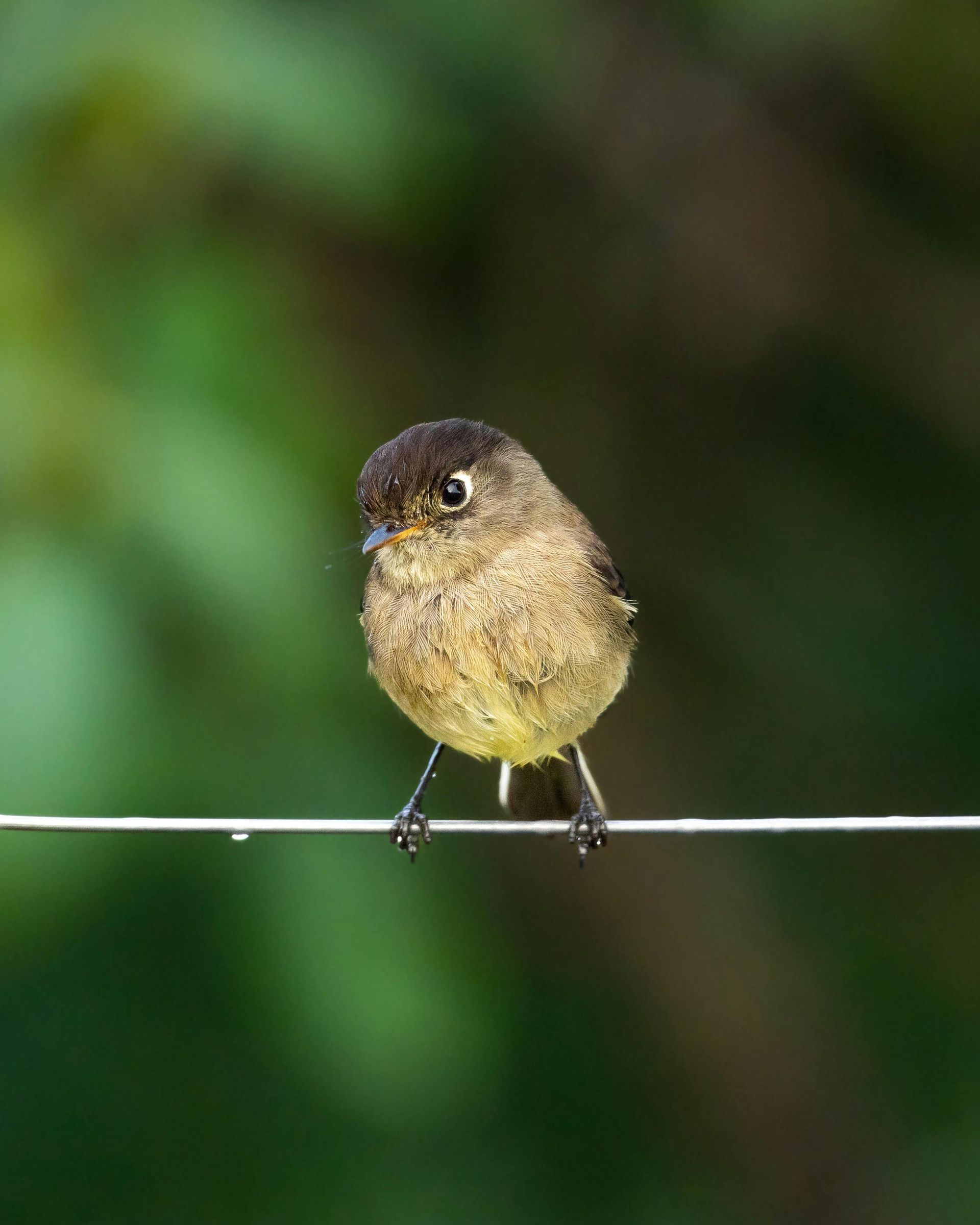 Un piccolo uccello appollaiato su un filo con uno sfondo verde