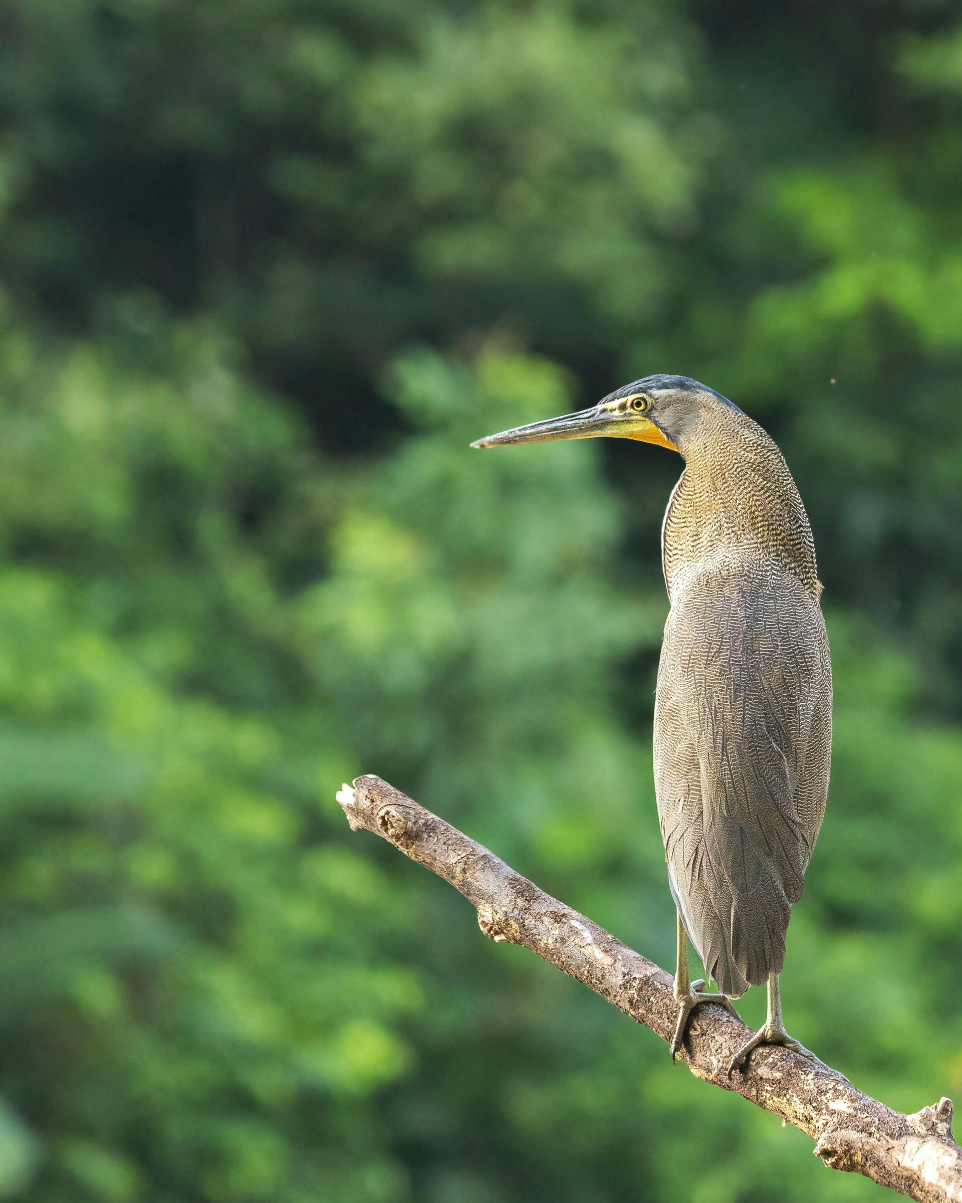 Un uccello appollaiato su un ramo con alberi sullo sfondo
