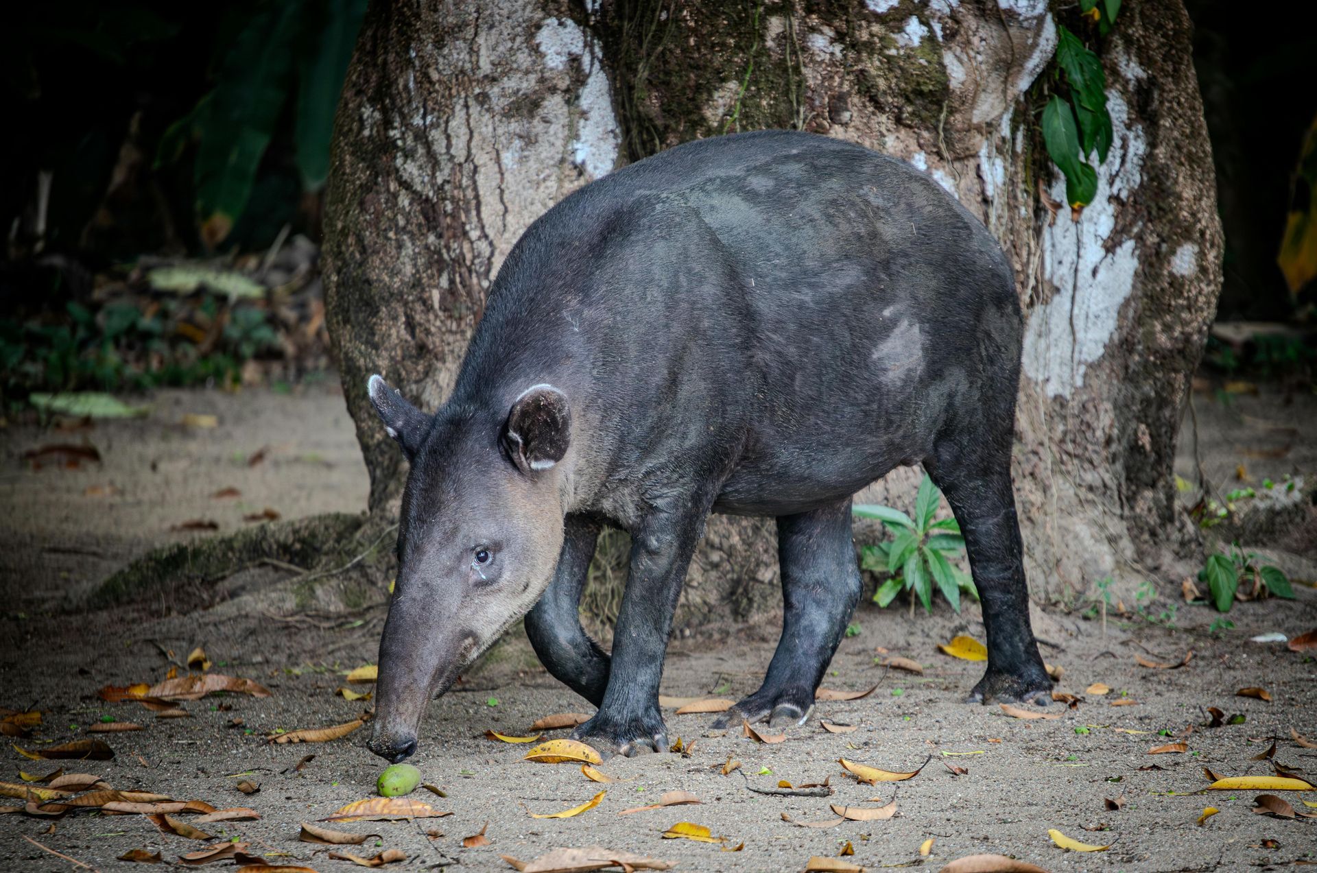 Un animale nero con un lungo naso è in piedi nella polvere