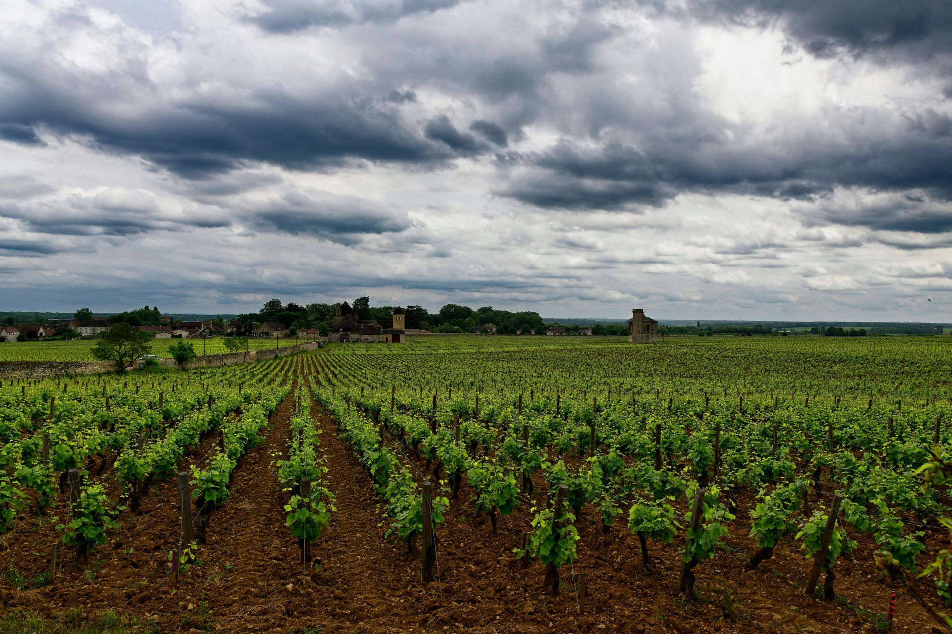 Une rangée de vignes poussant dans un champ sous un ciel nuageux.