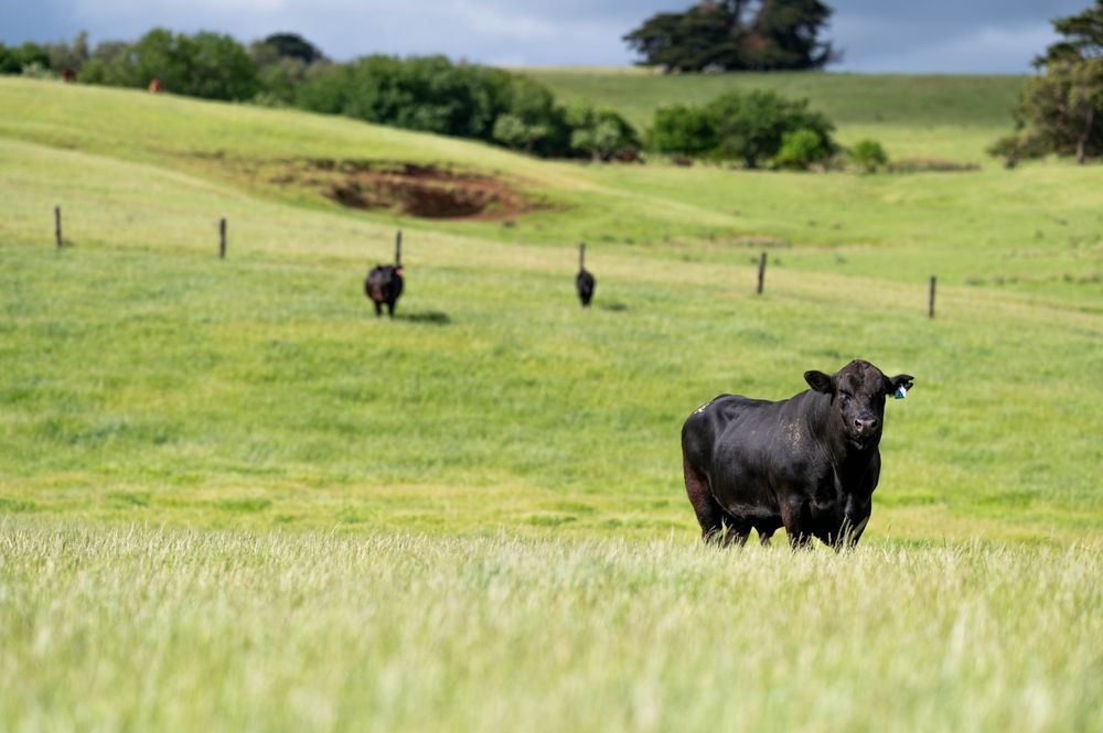 An aerial view of a beach and a river — Uglow Painting Toby Uglow In Nabiac, NSW