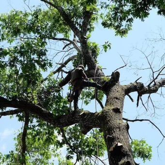 A Man Is Climbing A Tree With A Chainsaw - Rebecca, GA - Cole and Jones Tree Services