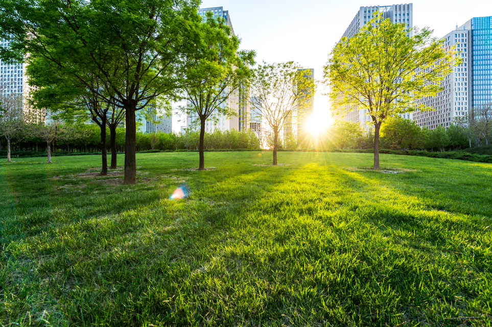 Green lawn with trees, sunlight, and tall buildings in the background.