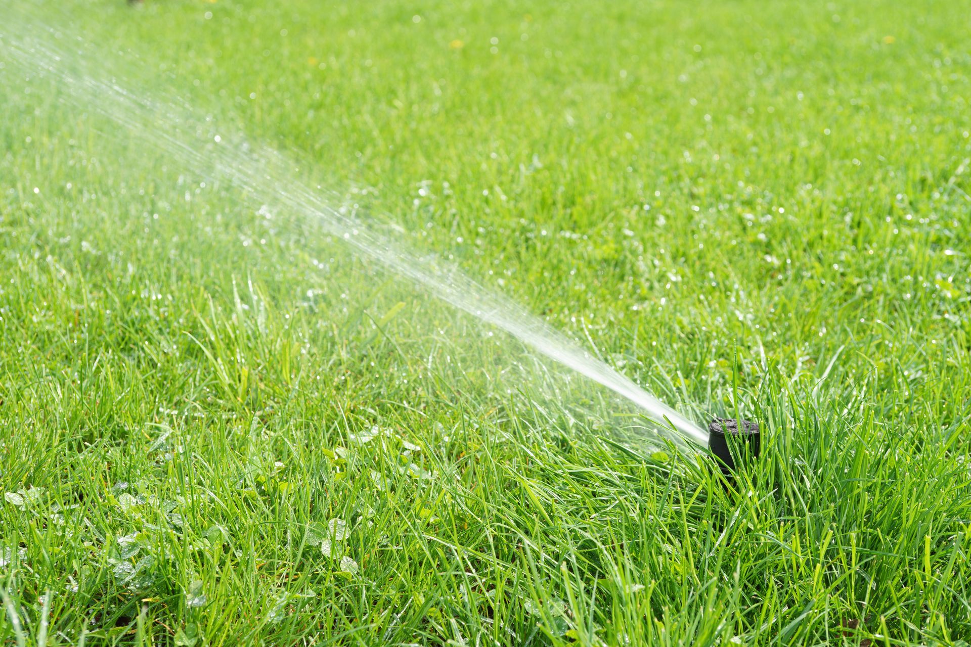 A lawn sprinkler spraying water over green grass.