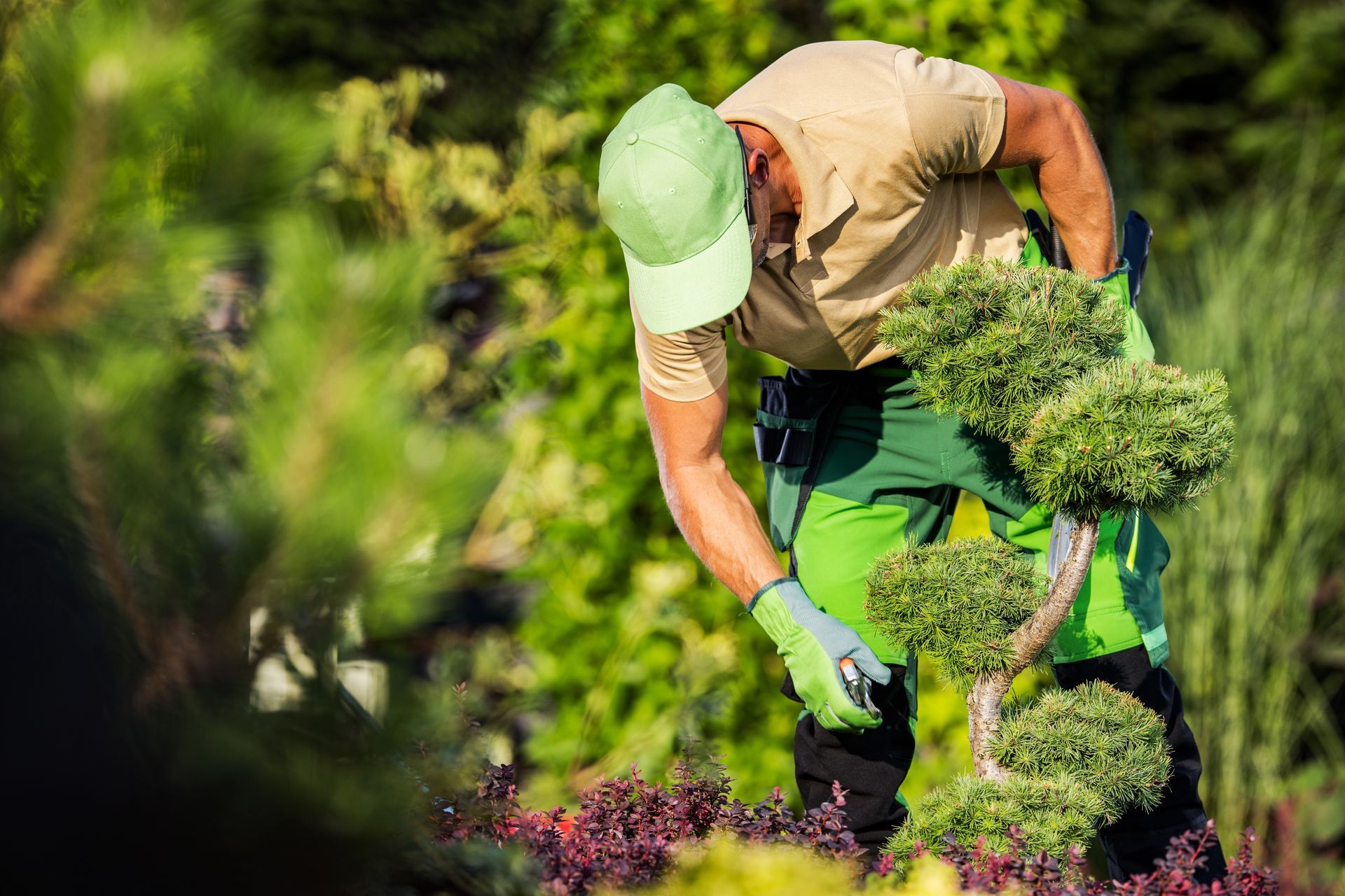 Gardener in green outfit pruning a small topiary with clippers outdoors.