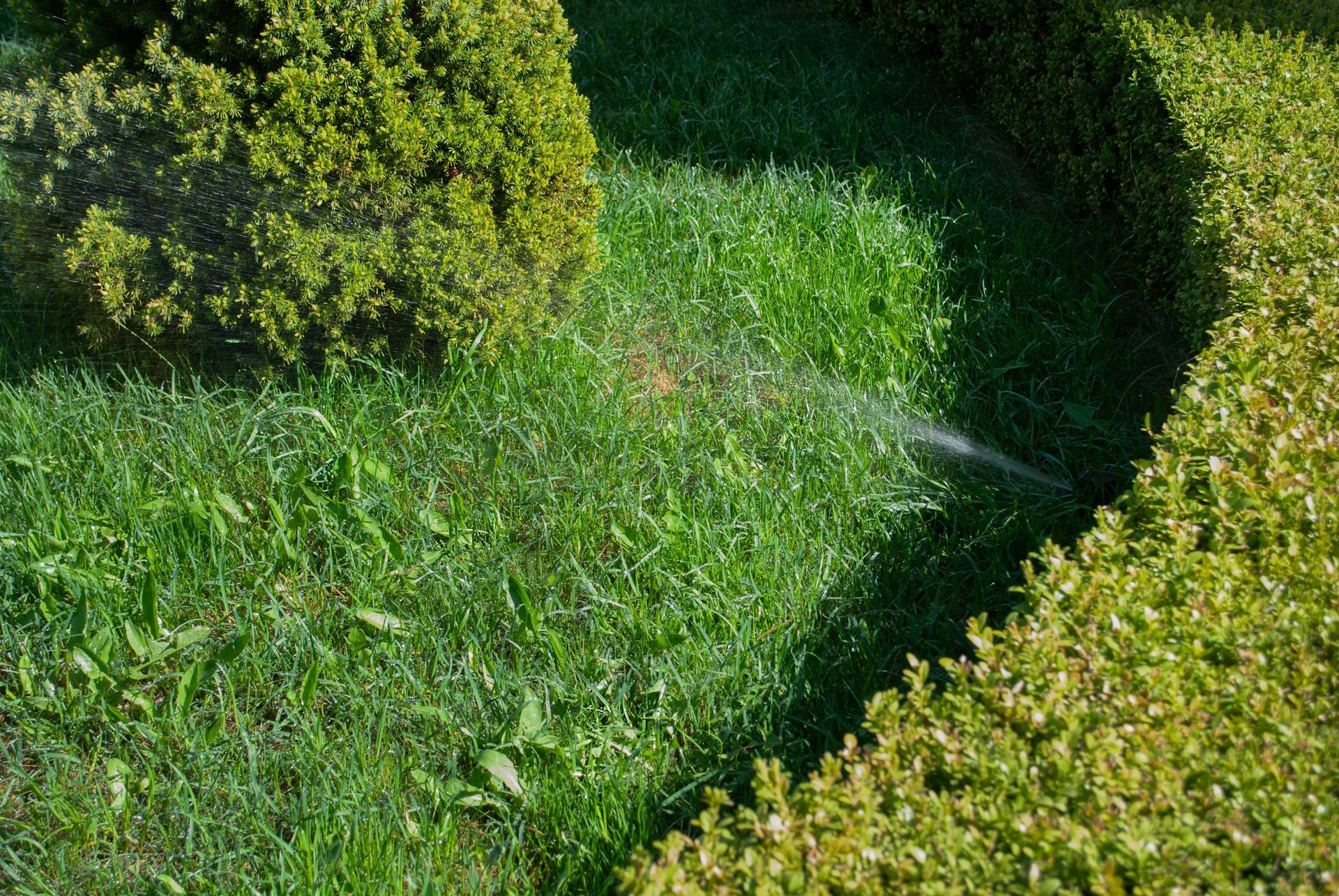 Sprinkler watering green grass surrounded by trimmed hedges.