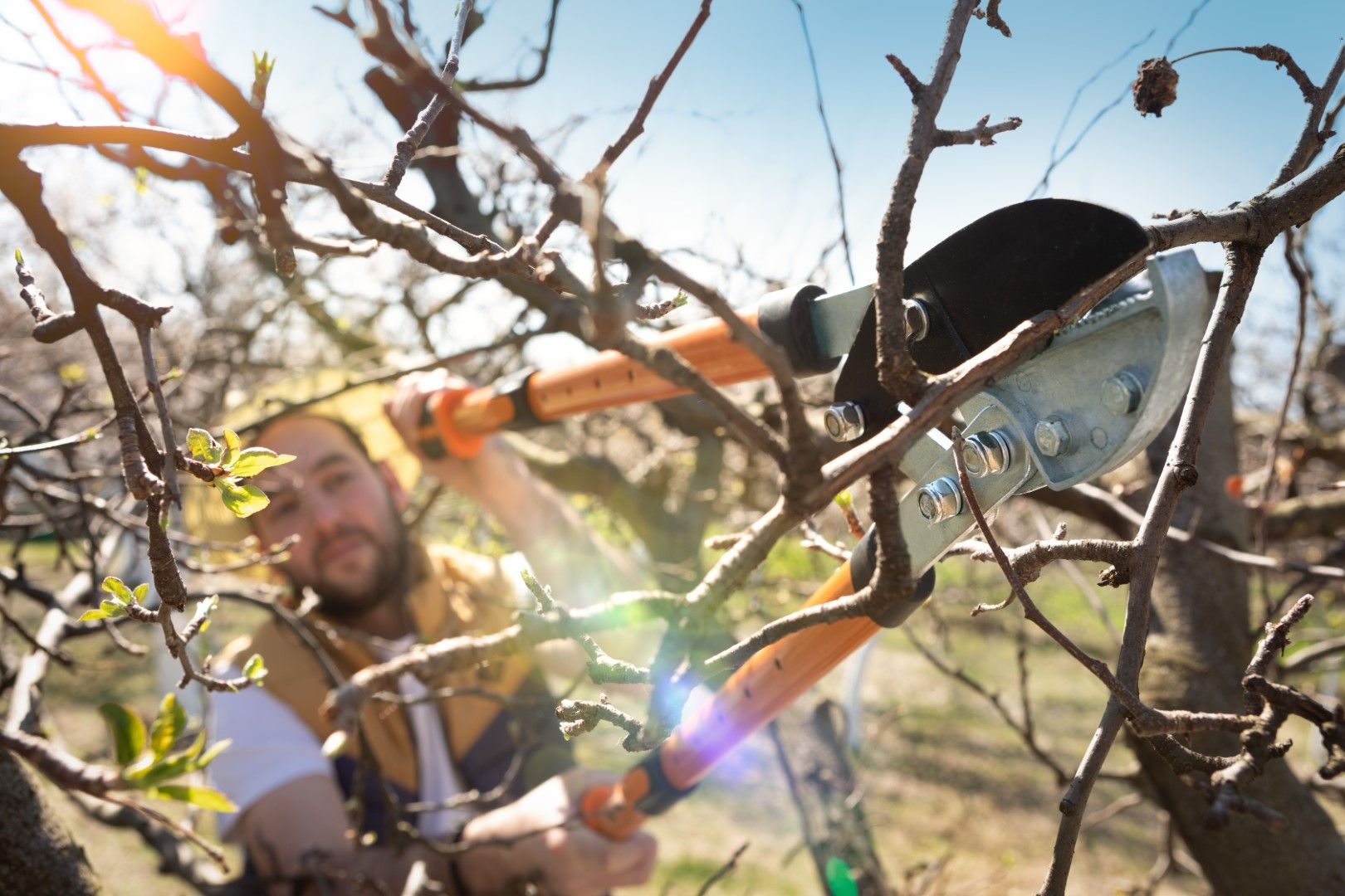 An image of Tree Trimming/Pruning Services in Florin CA
