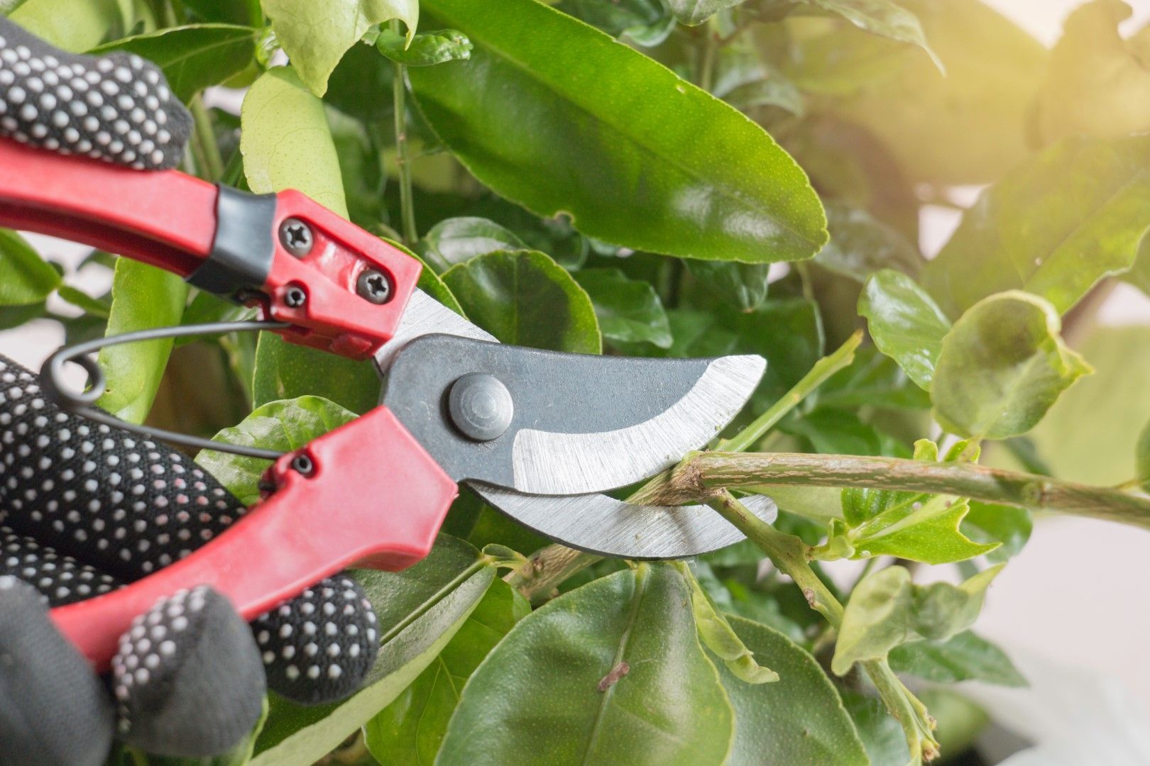 An image of Tree Trimming/Pruning Services in Florin CA