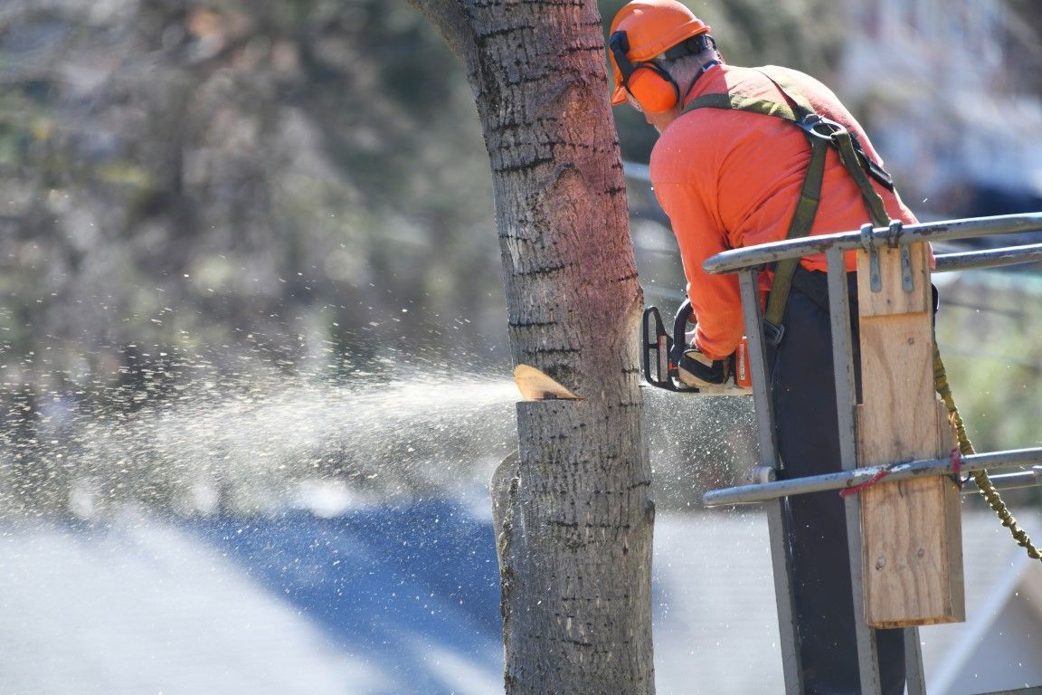 An image of Tree Removal in Florin CA