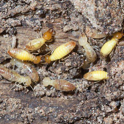 Termite damage Path - Pest Control in Spring Hill, FL