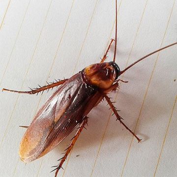Stop roaches - Pest Control in Spring Hill, FL
