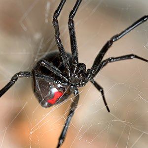 Black Widow - Pest Control in Spring Hill, FL