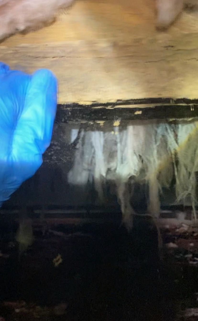 Pest control service, Pest Control Near Me, Pest Control Company, Local Pest Control, Best Pest Control Service, Pest Removal, Pest Removal Near Me, Environmentally Friendly Pest Control, Eco-Friendly Pest Control, Pet Safe Pest Services, Kid Safe Pest Services, Emergency Pest Control, Outdoor Pest Control, Indoor Pest Control, Integrated Pest Management, Home Pest Control Service, General Pest Inspection, Residential Pest Control, Commercial Pest Control, Hotel Pest Control, Restaurant Pest Control, Apartment Pest Control, Office Pest Control, Ant Extermination, Ant Pest Control, Bed Bug Extermination, Bed Bug Pest Control, Bee Extermination, Bee Pest Control, Carpet Beetle Extermination, Carpet Beetle Pest Control, Cockroach Extermination, Cockroach Pest Control, Cricket Extermination, Cricket Pest Control, Earwigs Pest Control, Fire Ant Pest Control, Fire Ant Extermination, Flea & Mite Extermination, Flea & Mite Pest Control, Hornet & Wasp Extermination, Hornet & wasp Pest Control, House Centipede Pest Control, Millipede Pest Control, Mosquito Extermination, Mosquito Pest Control, Rodent Extermination, Rodent Pest Control, Rat Extermination, Rat pest Control, Silverfish Extermination, Silverfish Pest Control, Spider Extermination, Spider Pest Control, Yellow Jacket Pest Control, Yellow Jacket Extermination, Mecklenburg County NC, Charlotte NC, Beatties Ford Trinity Charlotte NC, Henderson Circle Charlotte NC, Wedgewood Charlotte NC, Derita Statesville Charlotte NC, Slater Road Hamilton Circle Charlotte NC, Hidden Valley Charlotte NC 28213, Davis Lake - Eastfield Charlotte NC, Thomasboro Hoskins Charlotte NC, Enderly Park Charlotte NC 28208, Firestone Garden Park Charlotte NC 28216, Cornelius NC, Davidson NC, Huntersville NC, South Charlotte NC, Pineville NC, Matthews NC, Caldwell NC