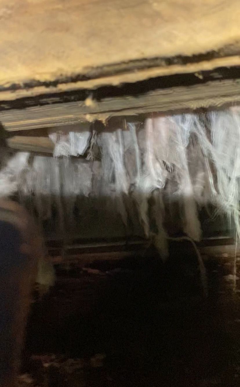 Pest control service, Pest Control Near Me, Pest Control Company, Local Pest Control, Best Pest Control Service, Pest Removal, Pest Removal Near Me, Environmentally Friendly Pest Control, Eco-Friendly Pest Control, Pet Safe Pest Services, Kid Safe Pest Services, Emergency Pest Control, Outdoor Pest Control, Indoor Pest Control, Integrated Pest Management, Home Pest Control Service, General Pest Inspection, Residential Pest Control, Commercial Pest Control, Hotel Pest Control, Restaurant Pest Control, Apartment Pest Control, Office Pest Control, Ant Extermination, Ant Pest Control, Bed Bug Extermination, Bed Bug Pest Control, Bee Extermination, Bee Pest Control, Carpet Beetle Extermination, Carpet Beetle Pest Control, Cockroach Extermination, Cockroach Pest Control, Cricket Extermination, Cricket Pest Control, Earwigs Pest Control, Fire Ant Pest Control, Fire Ant Extermination, Flea & Mite Extermination, Flea & Mite Pest Control, Hornet & Wasp Extermination, Hornet & wasp Pest Control, House Centipede Pest Control, Millipede Pest Control, Mosquito Extermination, Mosquito Pest Control, Rodent Extermination, Rodent Pest Control, Rat Extermination, Rat pest Control, Silverfish Extermination, Silverfish Pest Control, Spider Extermination, Spider Pest Control, Yellow Jacket Pest Control, Yellow Jacket Extermination, Mecklenburg County NC, Charlotte NC, Beatties Ford Trinity Charlotte NC, Henderson Circle Charlotte NC, Wedgewood Charlotte NC, Derita Statesville Charlotte NC, Slater Road Hamilton Circle Charlotte NC, Hidden Valley Charlotte NC 28213, Davis Lake - Eastfield Charlotte NC, Thomasboro Hoskins Charlotte NC, Enderly Park Charlotte NC 28208, Firestone Garden Park Charlotte NC 28216, Cornelius NC, Davidson NC, Huntersville NC, South Charlotte NC, Pineville NC, Matthews NC, Caldwell NC