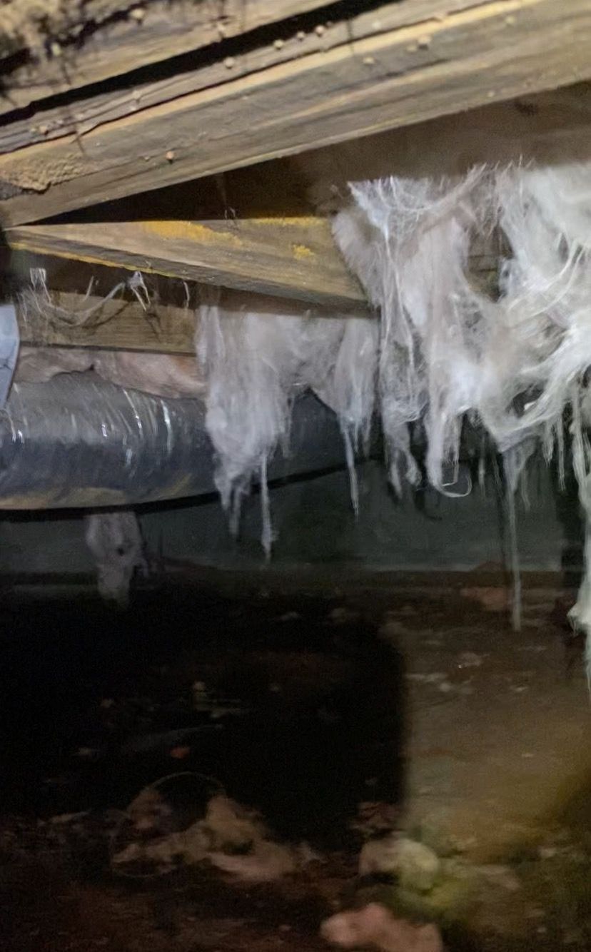 Pest control service, Pest Control Near Me, Pest Control Company, Local Pest Control, Best Pest Control Service, Pest Removal, Pest Removal Near Me, Environmentally Friendly Pest Control, Eco-Friendly Pest Control, Pet Safe Pest Services, Kid Safe Pest Services, Emergency Pest Control, Outdoor Pest Control, Indoor Pest Control, Integrated Pest Management, Home Pest Control Service, General Pest Inspection, Residential Pest Control, Commercial Pest Control, Hotel Pest Control, Restaurant Pest Control, Apartment Pest Control, Office Pest Control, Ant Extermination, Ant Pest Control, Bed Bug Extermination, Bed Bug Pest Control, Bee Extermination, Bee Pest Control, Carpet Beetle Extermination, Carpet Beetle Pest Control, Cockroach Extermination, Cockroach Pest Control, Cricket Extermination, Cricket Pest Control, Earwigs Pest Control, Fire Ant Pest Control, Fire Ant Extermination, Flea & Mite Extermination, Flea & Mite Pest Control, Hornet & Wasp Extermination, Hornet & wasp Pest Control, House Centipede Pest Control, Millipede Pest Control, Mosquito Extermination, Mosquito Pest Control, Rodent Extermination, Rodent Pest Control, Rat Extermination, Rat pest Control, Silverfish Extermination, Silverfish Pest Control, Spider Extermination, Spider Pest Control, Yellow Jacket Pest Control, Yellow Jacket Extermination, Mecklenburg County NC, Charlotte NC, Beatties Ford Trinity Charlotte NC, Henderson Circle Charlotte NC, Wedgewood Charlotte NC, Derita Statesville Charlotte NC, Slater Road Hamilton Circle Charlotte NC, Hidden Valley Charlotte NC 28213, Davis Lake - Eastfield Charlotte NC, Thomasboro Hoskins Charlotte NC, Enderly Park Charlotte NC 28208, Firestone Garden Park Charlotte NC 28216, Cornelius NC, Davidson NC, Huntersville NC, South Charlotte NC, Pineville NC, Matthews NC, Caldwell NC