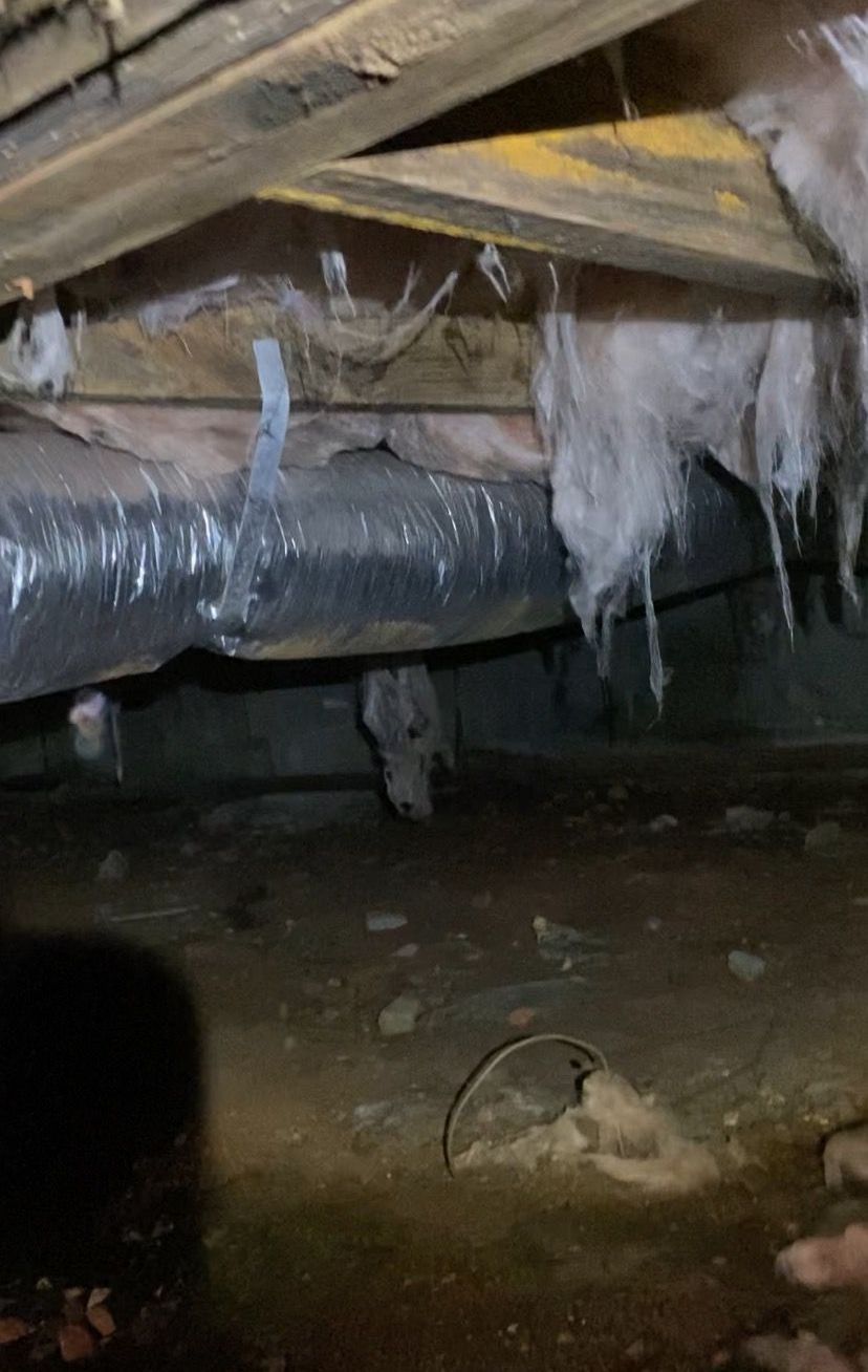 Pest control service, Pest Control Near Me, Pest Control Company, Local Pest Control, Best Pest Control Service, Pest Removal, Pest Removal Near Me, Environmentally Friendly Pest Control, Eco-Friendly Pest Control, Pet Safe Pest Services, Kid Safe Pest Services, Emergency Pest Control, Outdoor Pest Control, Indoor Pest Control, Integrated Pest Management, Home Pest Control Service, General Pest Inspection, Residential Pest Control, Commercial Pest Control, Hotel Pest Control, Restaurant Pest Control, Apartment Pest Control, Office Pest Control, Ant Extermination, Ant Pest Control, Bed Bug Extermination, Bed Bug Pest Control, Bee Extermination, Bee Pest Control, Carpet Beetle Extermination, Carpet Beetle Pest Control, Cockroach Extermination, Cockroach Pest Control, Cricket Extermination, Cricket Pest Control, Earwigs Pest Control, Fire Ant Pest Control, Fire Ant Extermination, Flea & Mite Extermination, Flea & Mite Pest Control, Hornet & Wasp Extermination, Hornet & wasp Pest Control, House Centipede Pest Control, Millipede Pest Control, Mosquito Extermination, Mosquito Pest Control, Rodent Extermination, Rodent Pest Control, Rat Extermination, Rat pest Control, Silverfish Extermination, Silverfish Pest Control, Spider Extermination, Spider Pest Control, Yellow Jacket Pest Control, Yellow Jacket Extermination, Mecklenburg County NC, Charlotte NC, Beatties Ford Trinity Charlotte NC, Henderson Circle Charlotte NC, Wedgewood Charlotte NC, Derita Statesville Charlotte NC, Slater Road Hamilton Circle Charlotte NC, Hidden Valley Charlotte NC 28213, Davis Lake - Eastfield Charlotte NC, Thomasboro Hoskins Charlotte NC, Enderly Park Charlotte NC 28208, Firestone Garden Park Charlotte NC 28216, Cornelius NC, Davidson NC, Huntersville NC, South Charlotte NC, Pineville NC, Matthews NC, Caldwell NC