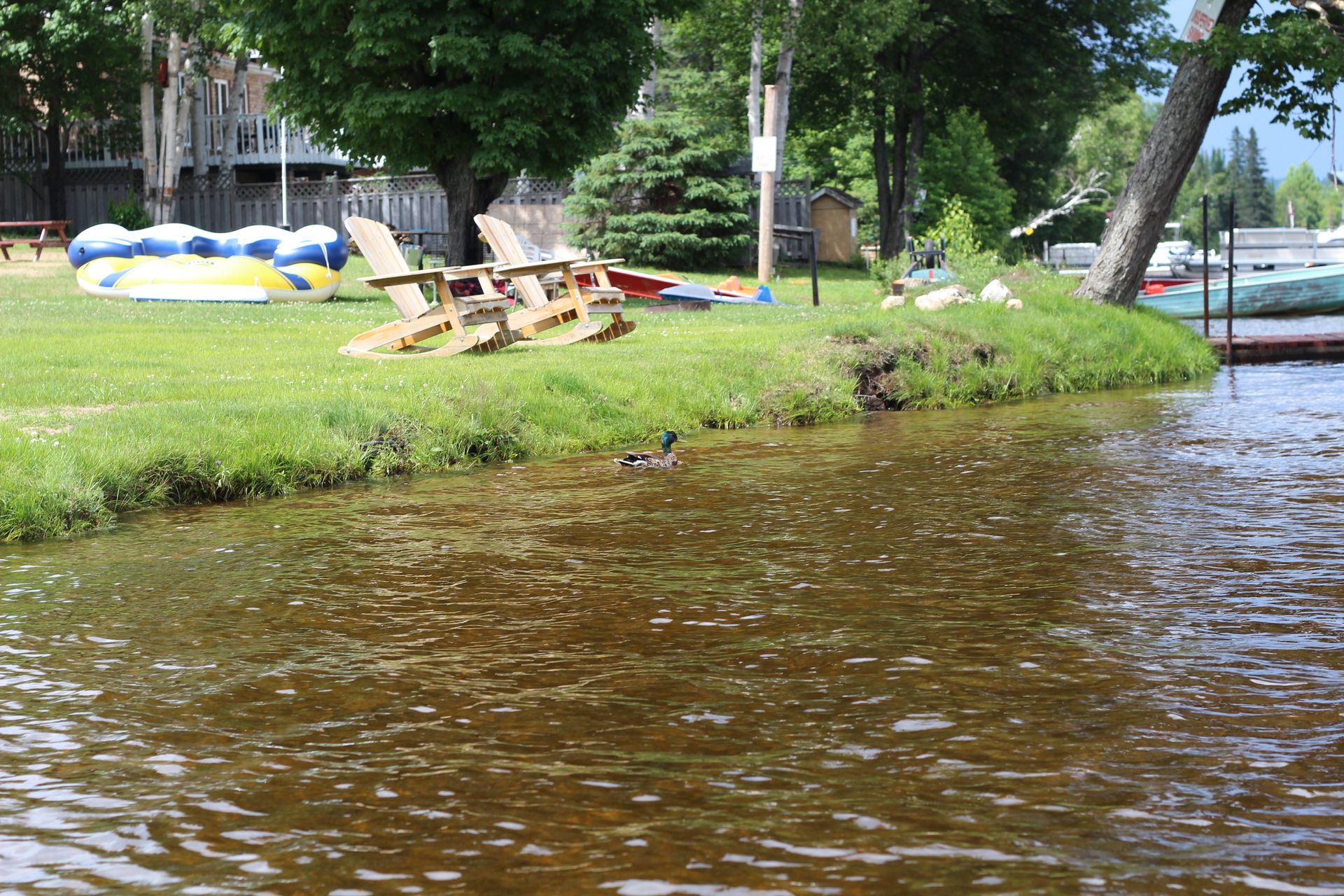 A duck is swimming in a lake near a grassy area.