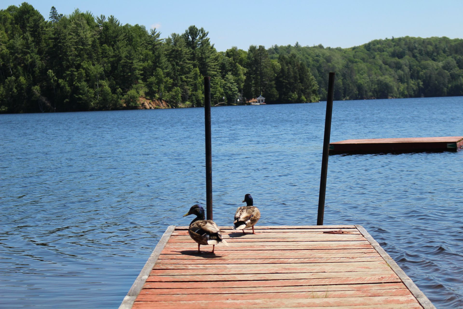 Two ducks standing on a dock overlooking a lake