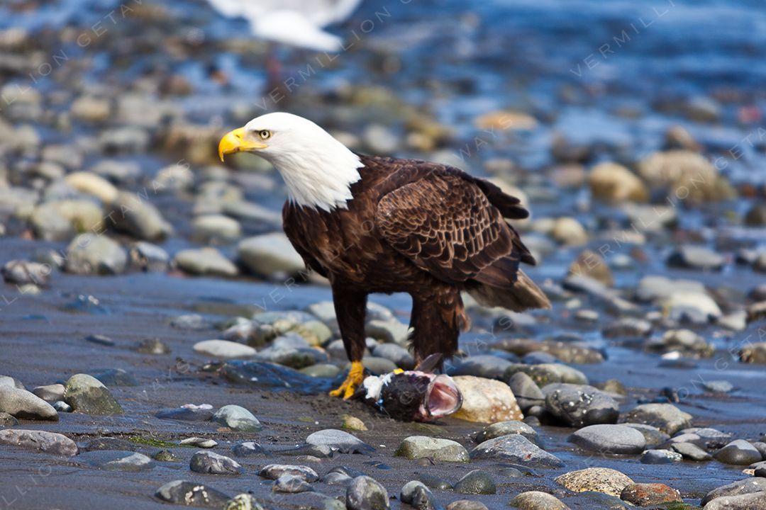 Bald Eagle - Kachemak Bay, Homer, Alaska