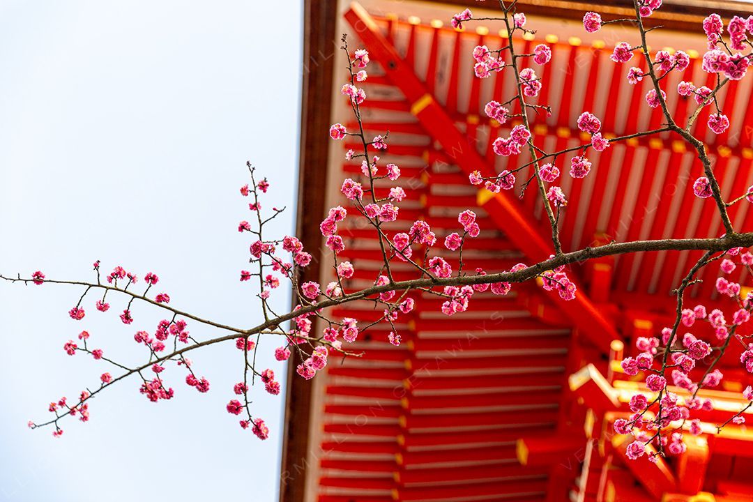 Sakura Blossom, Kyoto, Japan
