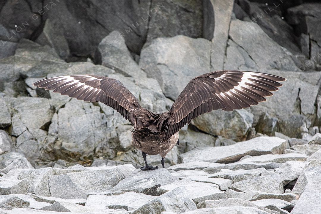 South Polar Skua, Antarctica
