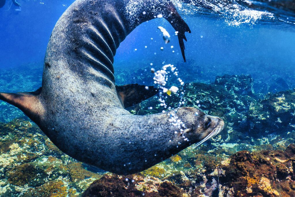 The Galápagos Islands