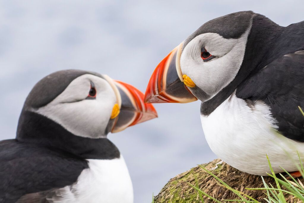 Borgarfjordur, Iceland