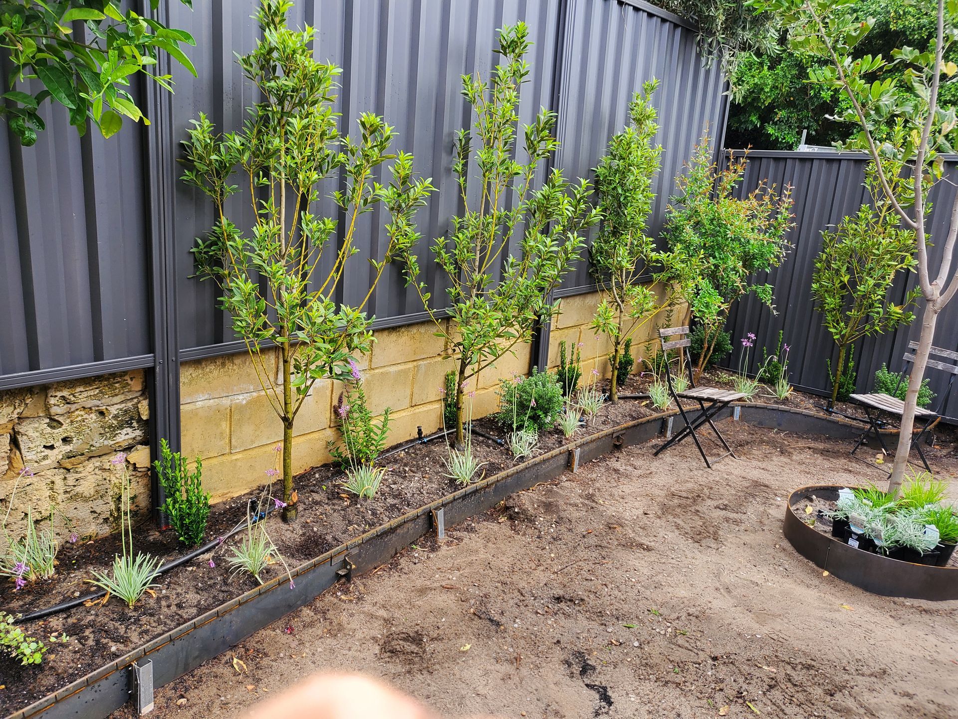 A row of newly planted trees and small plants along a fence in a backyard.