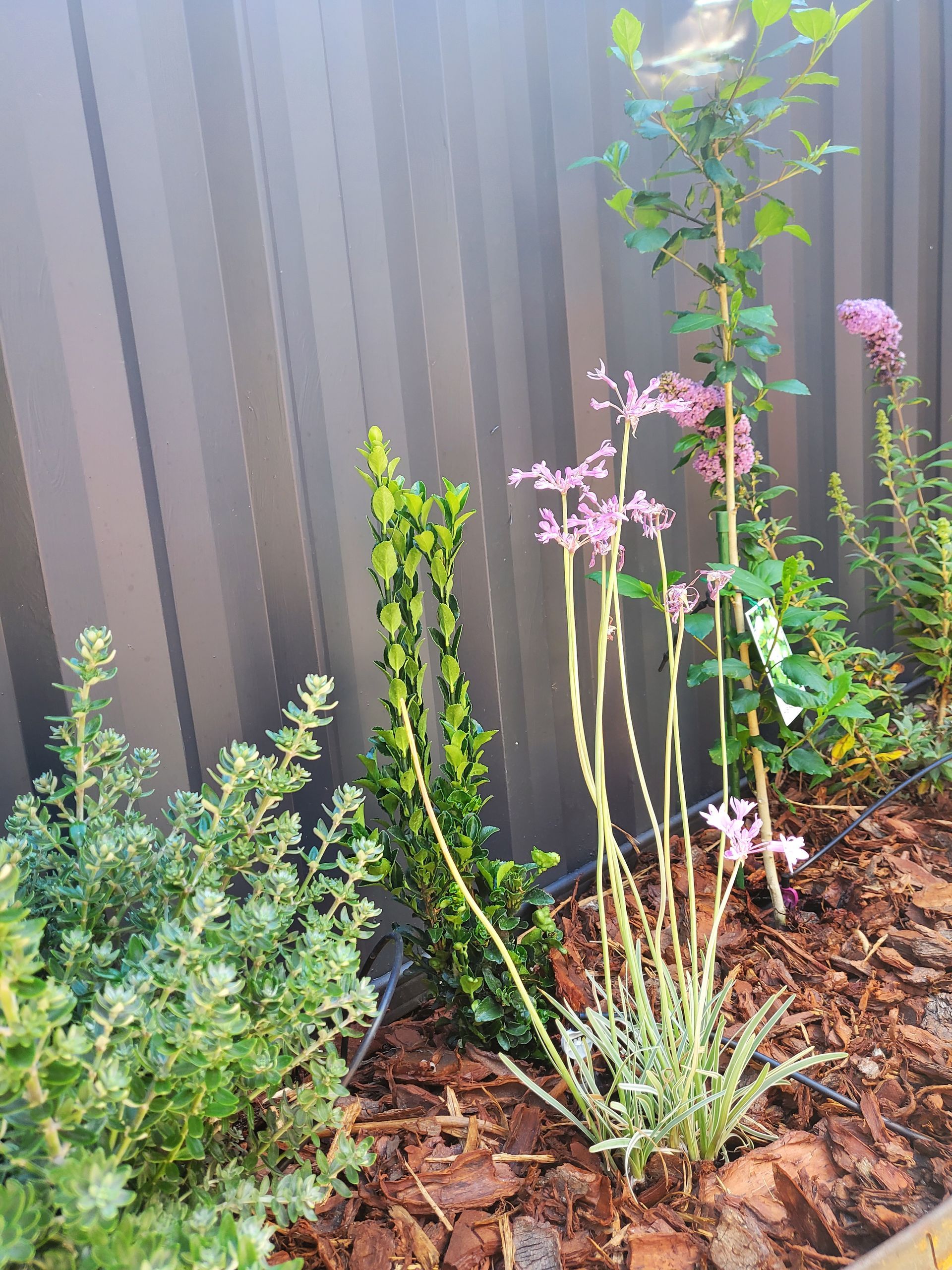 Garden bed with various green and pink flowering plants against a brown fence.