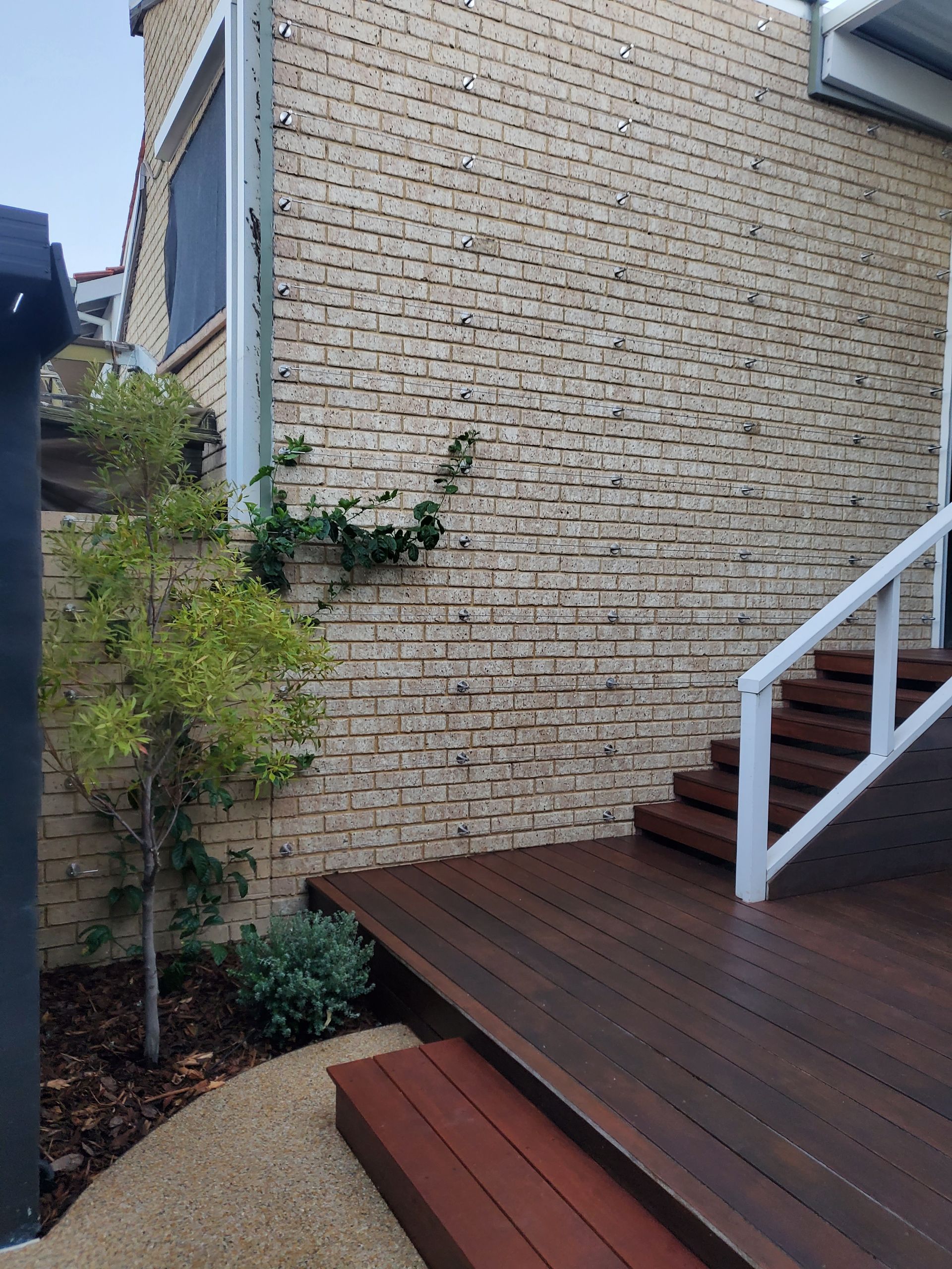 Exterior view of a brick wall with a wooden deck and stairs, a small tree, and a climbing plant.